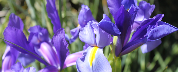 Barossa Valley Iris Flowers