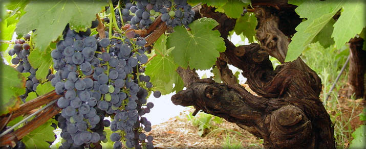 Barossa Valley Vines